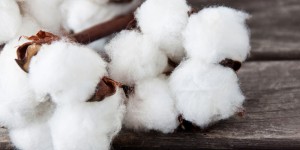 The cotton market is in a state of ice and fire. How do all parties respond?