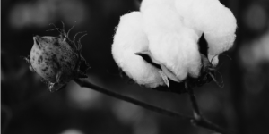 During the National Day, Jiangsu rains heavily and the cotton market is deserted