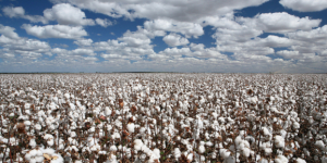 Where will Xinjiang cotton market prices go?